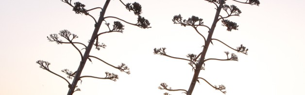 In hac habitasse platea